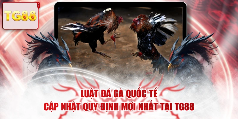 Luật Đá Gà Quốc Tế - Cập Nhật Quy Định Mới Nhất Tại TG88