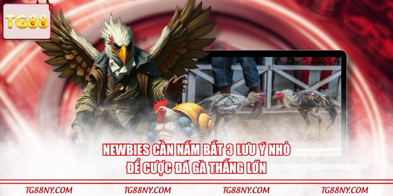 Newbies cần nắm bắt 3 lưu ý nhỏ để cược đá gà thắng lớn