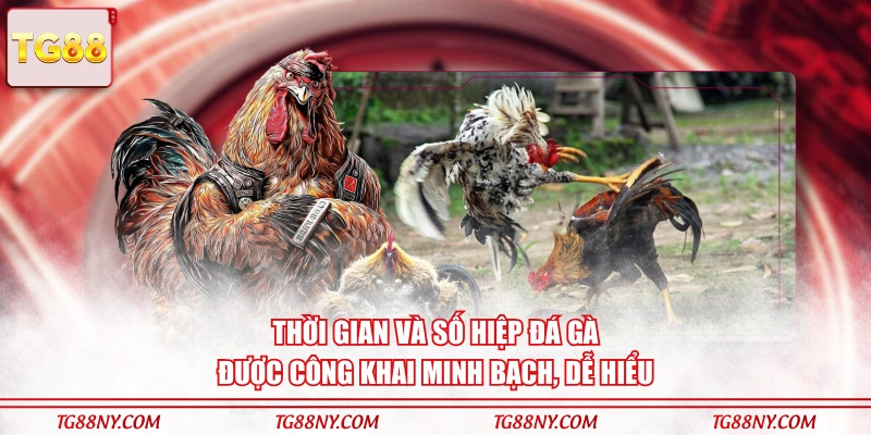 Thời gian và số hiệp đá gà được công khai minh bạch, dễ hiểu
